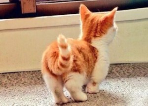 french bulldog for sale inland empire