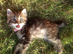 American Bobtail kittens for sale