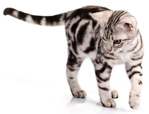 American Shorthair Cat