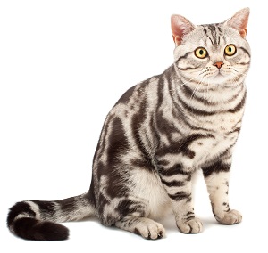 American Shorthair silver tabby
