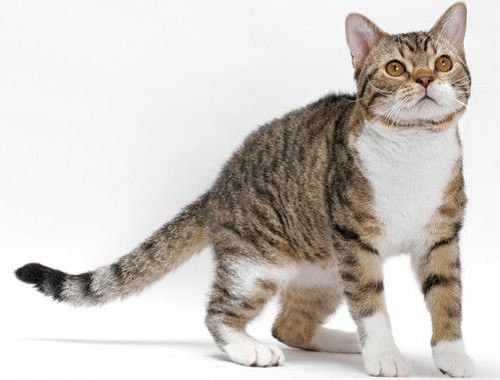 American Wirehair cat breeders