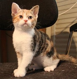 American Wirehair kittens for sale