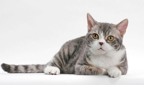 American Wirehair grooming