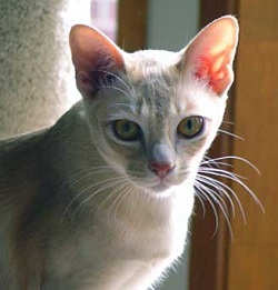 Asian cat characteristics
