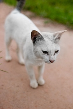 Asian kittens for sale