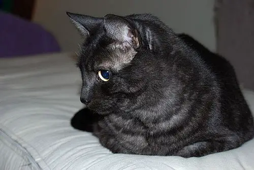 Asian cat breed information