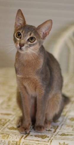 Australian Mist cat temperament