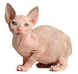 Bambino cat characteristics