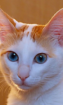 Arabian Mau health