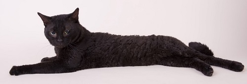German Rex cat breeders