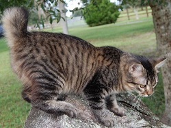 American bobtail cat health