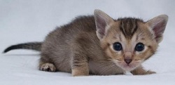 Chausie kittens for sale