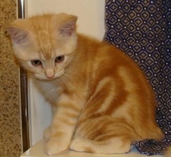 Cymric kittens for sale