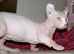 Dwelf kittens for sale