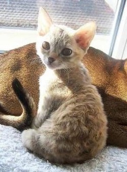 German Rex kittens for sale