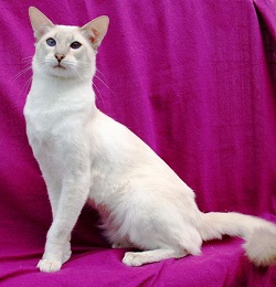 Javanese kittens for sale