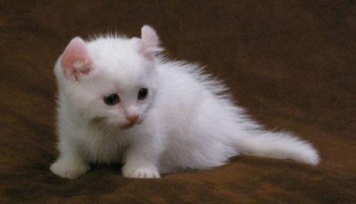 Kinkalow kittens for sale