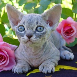 Minskin kittens for sale