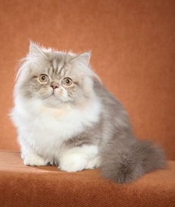 Napoleon cat grooming