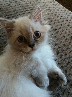 Napoleon kittens for sale