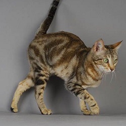 Sokoke cat temperament