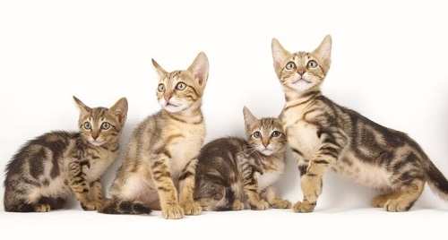 Sokoke kittens for sale