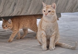 Arabian Mau care and upkeep