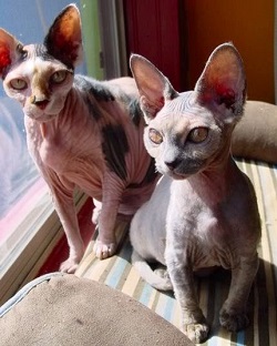 Minskin breed information