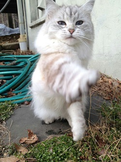 American Bobtail temperament