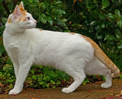 Arabian Mau kittens for sale