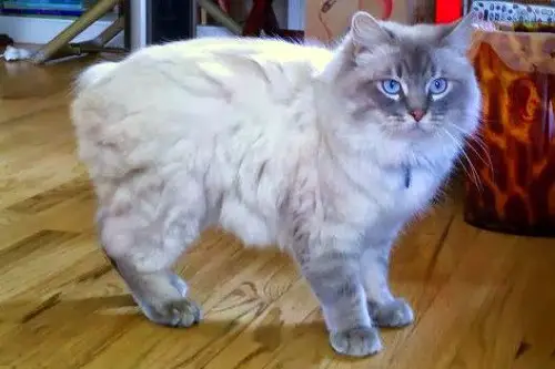 Cymric cat breeders