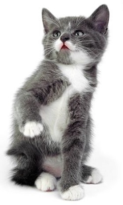 American Wirehair temperament