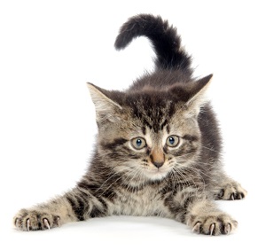 american shorthair breeders