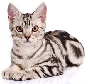 american shorthair cat for sale