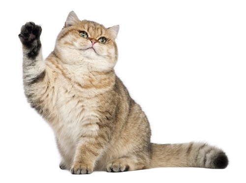 british shorthair temperament