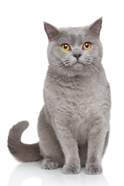 british shorthair history