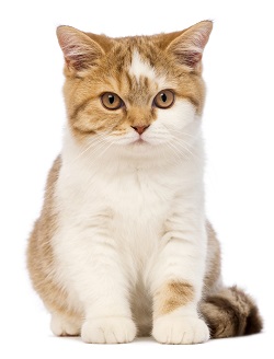 british shorthair kittens for sale