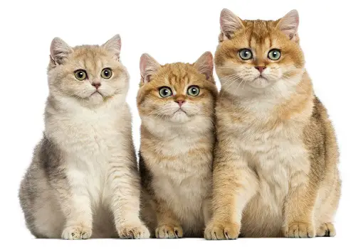 british shorthair cat breeders