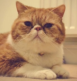Exotic Shorthair origins