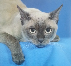 Asian Malayan cats