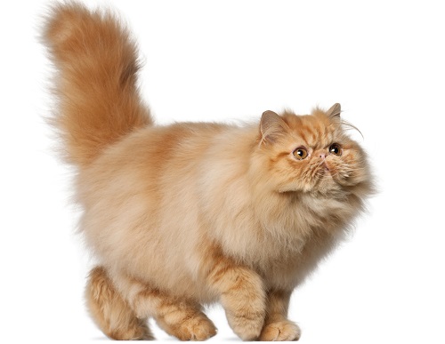 Persian kittens for sale