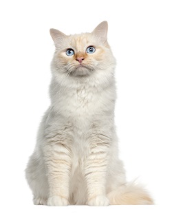 birman characteristics
