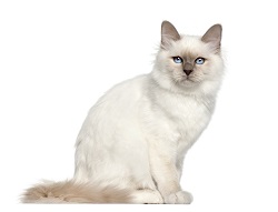 birman health