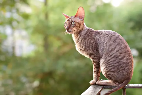 Cornish Rex cat characteristics