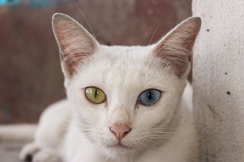 Khao Manee cat breeders