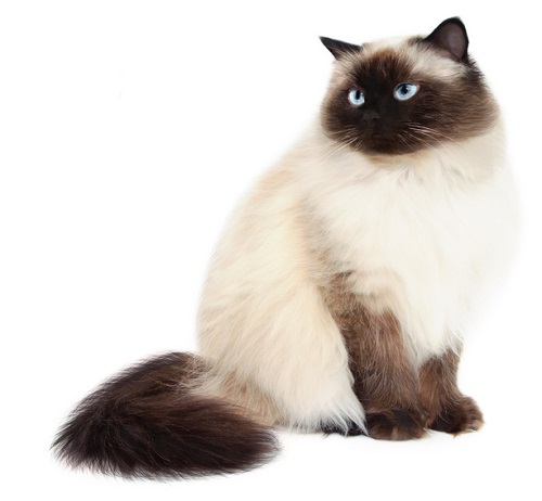 Himalayan kittens for sale