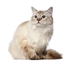 Ragdoll cat temperament
