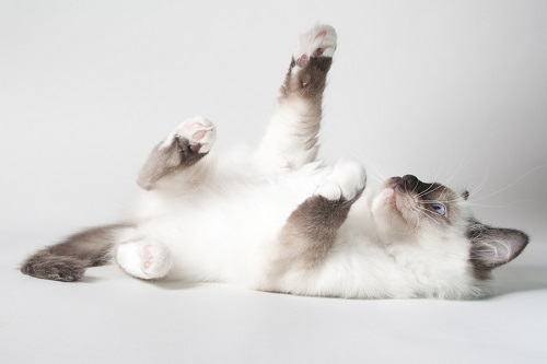 Ragdoll cat nutrition
