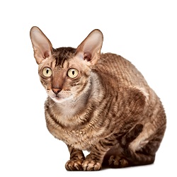 Cornish Rex coat
