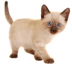 siamese kittens for sale